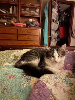 Jessi -  Domestic Medium Hair Cat for Adoption in Tulsa, Oklahoma - Jessi | PetCurious
