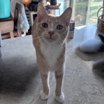 Domestic Short Hair Cats Available for Adoption - Archer | PetCurious