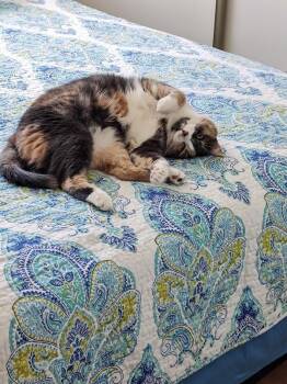 Callie -  Domestic Short Hair Cat Available for Adoption in Youngtown, Arizona - Callie | PetCurious