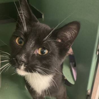 Rescue Domestic Short Hair Cats for Adoption in Colorado Springs, Colorado - Kitty Soft Paws | PetCurious