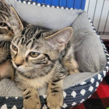 Margaret -  Domestic Short Hair Cat for Adoption in Clarksdale, Mississippi - Margaret | PetCurious