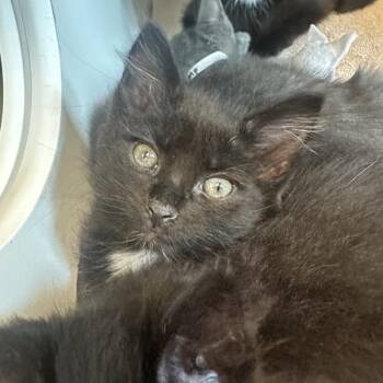 Bicycle -  Domestic Short Hair Cat for Adoption in Walnut Creek, California - Bicycle | PetCurious