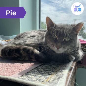 Rescue Domestic Short Hair Cats for Adoption in Penfield, New York - Pie | PetCurious