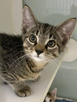 John B -  Domestic Medium Hair Cat for Adoption in Muskegon, Michigan - John B | PetCurious