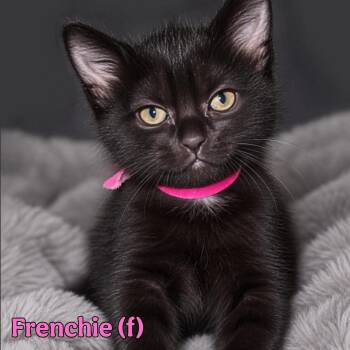 Frenchy -  Domestic Medium Hair Cat for Adoption in Fremont, Nebraska - Frenchy | PetCurious