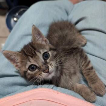Nitara -  Domestic Short Hair Cat Available for Adoption in North Myrtle Beach, South Carolina - Nitara | PetCurious