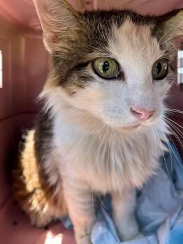 AMBERJACK -  Domestic Long Hair Cat for Adoption in Fort Walton Beach, Florida - AMBERJACK | PetCurious