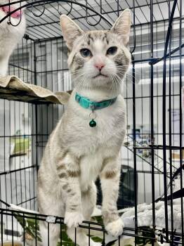 Siamese Cats Available for Adoption in Plano, Texas - Garbonzo | PetCurious