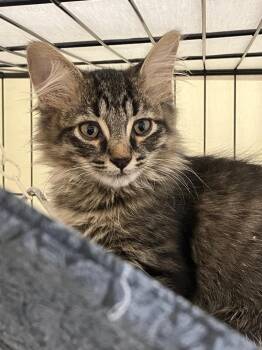 Ross -  Domestic Long Hair Cat for Adoption in Lunenburg, Massachusetts - Ross | PetCurious