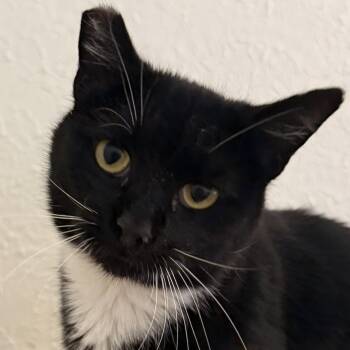 Tuxedo Cats Available for Adoption in Beckley, West Virginia - Boots | PetCurious