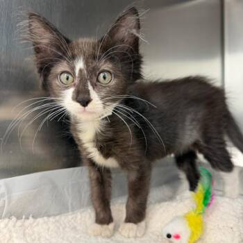 Daphne -  Domestic Medium Hair Cat for Adoption in Sarasota, Florida - Daphne | PetCurious
