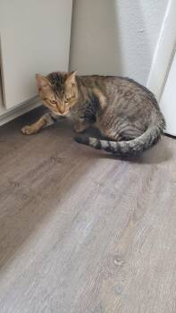 Domestic Short Hair Cats Available for Adoption in Phoenix, Arizona - Rex | PetCurious