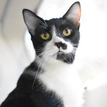 Rescue Tuxedo Cats for Adoption in Conroe, Texas - Domino (Jeanie
