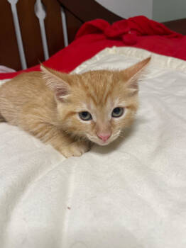 Rescue Domestic Short Hair and Tabby Cats for Adoption in Island Lake, Illinois - Jasper | PetCurious