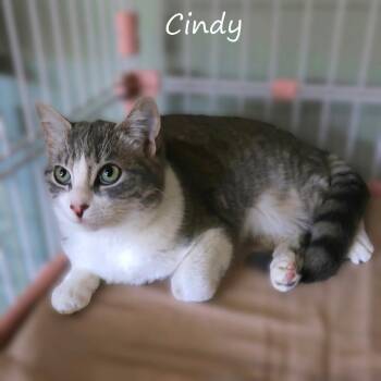 Domestic Short Hair Cats Available for Adoption - Cindy | PetCurious