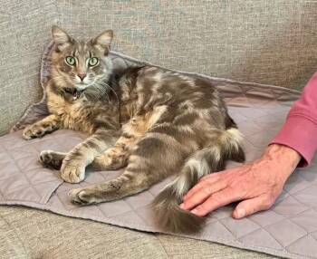 Norwegian Forest Cat Cats Available for Adoption in Tustin, California - Simba-- Available For Adoption   | PetCurious
