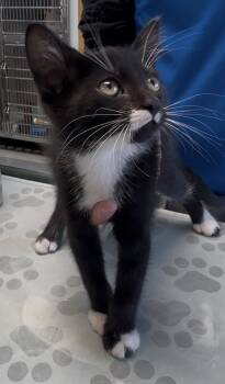Thelma -  Domestic Short Hair Cat Available for Adoption in Glenwood, Minnesota - Thelma | PetCurious