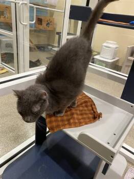 ATHENA -  Domestic Short Hair Cat for Adoption in Fort Myers, Florida - ATHENA | PetCurious