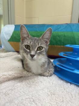 Baby Girl -  Domestic Short Hair Cat for Adoption in Kalamazoo, Michigan - Baby Girl | PetCurious