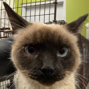 Rescue Domestic Short Hair Cats for Adoption in Las Cruces, New Mexico - Spirit | PetCurious