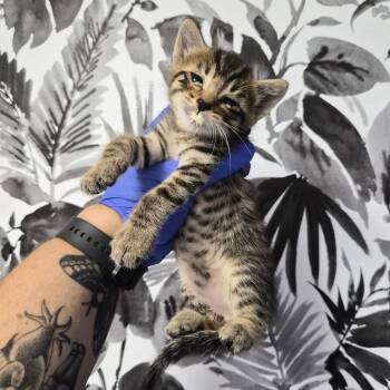 Domestic Short Hair Cats Available for Adoption in Wahiawa, Hawaii - Astro | PetCurious