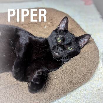 Domestic Short Hair and Extra Toes Cat Hemingway Polydactyl Cats Available for Adoption - PIPER  | PetCurious