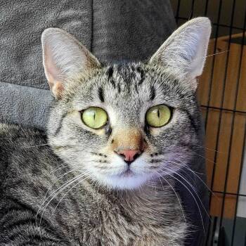 Domestic Short Hair Cats Available for Adoption in Saint Charles, Missouri - Cold Foam | PetCurious