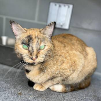 Rescue Domestic Short Hair Cats for Adoption in Angleton, Texas - Cleopatra | PetCurious