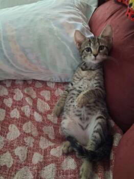 Tatiana -  Domestic Short Hair Cat for Adoption in West Palm Beach, Florida - Tatiana | PetCurious