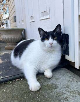 Domestic Short Hair Cats Available for Adoption - Figaro | PetCurious