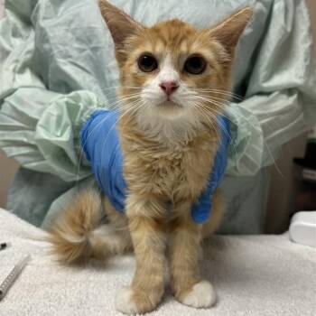Perseus -  Domestic Medium Hair Cat for Adoption in Tempe, Arizona - Perseus | PetCurious