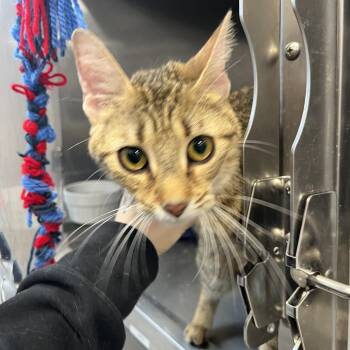 Domestic Short Hair Cats Available for Adoption in Fort Wayne, Indiana - Billie | PetCurious