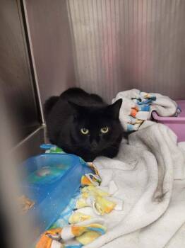Taylan -  Domestic Short Hair Cat for Adoption in Republic, Missouri - Taylan | PetCurious
