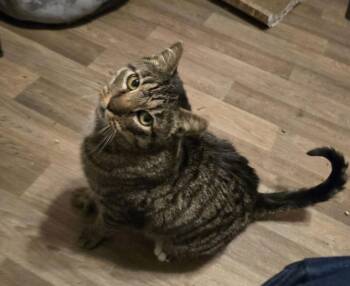 Domestic Short Hair Cats Available for Adoption - Mr Parks | PetCurious