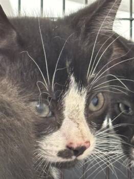 PINEAPPLE -  Domestic Short Hair Cat for Adoption in Fort Lauderdale, Florida - PINEAPPLE | PetCurious