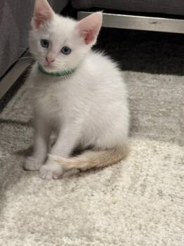 Queso -  Siamese Cat for Adoption in Overland Park, Kansas - Queso | PetCurious