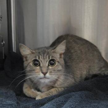 Domestic Short Hair Cats Available for Adoption in Lakeland, Florida - Tippy | PetCurious