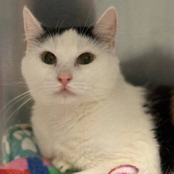 Rescue Domestic Short Hair Cats for Adoption in Cumming, Georgia - Peony 2 | PetCurious