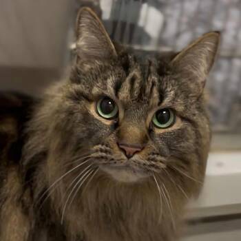 Domestic Long Hair Cats Available for Adoption - Gizmo | PetCurious
