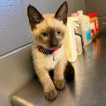 TUSC-Stray-84703 -  Siamese Cat for Adoption in Tuscaloosa, Alabama - TUSC-Stray-84703 | PetCurious