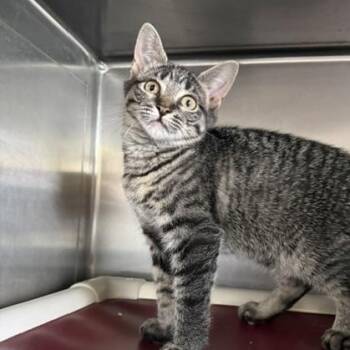 Foxglove -  Domestic Short Hair Cat for Adoption in Honesdale, Pennsylvania - Foxglove | PetCurious