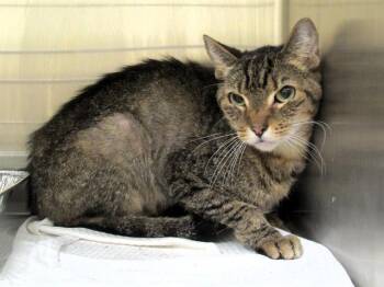 Rescue Domestic Short Hair Cats for Adoption in Tustin, California - CLOVER | PetCurious