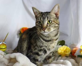 Domestic Short Hair Cats Available for Adoption in Ocean Springs, Mississippi - Isabelle | PetCurious