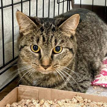 SVAS-Stray-39634 -  Siamese Cat for Adoption in Lyndhurst, Virginia - SVAS-Stray-39634 | PetCurious