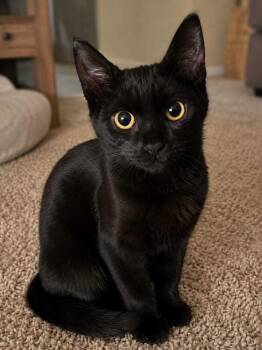 Jet -  Bombay Cat for Adoption in Calimesa, California - Jet | PetCurious