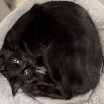 Rescue Domestic Short Hair Cats for Adoption in Los Angeles, California - Luna | PetCurious