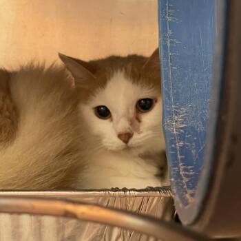 Concha -  Domestic Long Hair Cat for Adoption in Chicago, Illinois - Concha | PetCurious