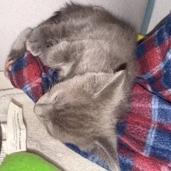 Bugle Boy -  Domestic Short Hair Cat for Adoption in Evansville, Indiana - Bugle Boy | PetCurious