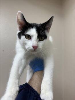 Maybelline -  Domestic Short Hair Cat for Adoption in Sherwood, Oregon - Maybelline | PetCurious