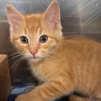 Domestic Short Hair Cats Available for Adoption in Belleville, Illinois - Baloo | PetCurious